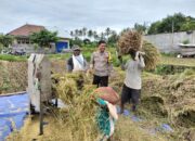 Dukung Ketahanan Pangan Bripka Agus Salim Bantu Warga Panen Padi