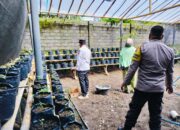 Bhabinkamtibmas Desa Aikdewa Dukung Ketahanan Pangan Dengan Memantau Tanaman Warga Binaan