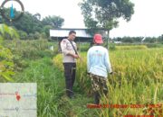 Bhabinkamtibmas Desa Pengadangan Lakukan Pengecekan Program Ketahanan Pangan Bergizi (P2B) di Dusun Kaduk