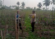 Dukung Ketahanan Paangan Bhabinkamtibmas Desa Sikur Barat Cek Lahan P2B