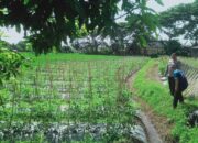 Guna Terwujudnya Program Ketahanan Pangan, Bhabinkamtibmas Desa Keselet Cek Lahan P2B untuk Tanaman Tomat dan Cabai