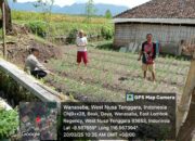 Bhabinkamtibmas Desa Wanasaba Monitoring Program Ketahanan Pangan