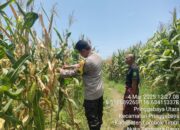 Guna Mendukung Program Ketahanan Pangan Bhabinkamtibmas Desa Pringgabaya Utara Monitoring lahan Pertanian