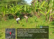 Bhabinkamtibmas Desa Sikur Barat Cek Lahan Ketahanan Pangan Bergizi