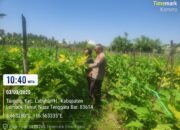 Dukung Program Ketahanan Pangan Bergizi, Bhabinkamtibmas Kelurahan Tanjung Kunjungi Para Petani