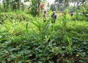 Bhabinkamtibmas Desa Kembang Kuning Lakukan Pengecekan Lahan Ketahanan Pangan Bergizi