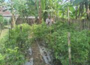 Bhabinkamtibmas Desa Lendang Nangka Utara Cek Lahan Ketahanan Pangan Bergizi