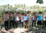 Dukung Ketahanan Pangan Nasional Polres Lombok Timur Dampingi Warga Panen Jagung di Kelayu Selatan