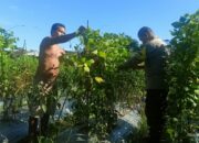 Bhabinkamtibmas Desa Masbagik Utara Lakukan Sambang Dan Monitoring Kegiatan Ketahanan Pangan