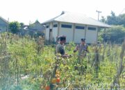 Bhabinkamtibmas Desa Banjar Sari Tinjau Lahan Ketahanan Pangan Bergizi