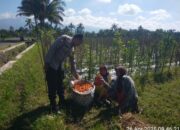 Bhabinkamtibmas Desa Montong Betok Sambangi Petani Tomat dalam Rangka Dukung Program Swasembada Pangan