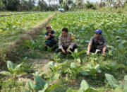 Bhabinkamtibmas Desa Bagik Papan Silaturahmi dan Cek Lahan Ketahanan Pangan