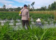 Bhabinkamtibmas Desa Tetebatu Selatan Cek Lahan Ketahanan Pangan Bergizi
