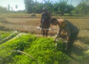 Bhabinkamtibmas Kelurahan Tanjung Sambangi Lahan Ketahanan Pangan Bergizi di Timba Borok