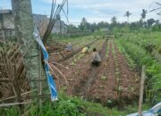 Bhabinkamtibmas Masbagik Utara Baru Sambangi Warga dan Pantau Program Ketahanan Pangan