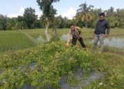 Bhabinkamtibmas Desa Kotaraja Lakukan Pengecekan Lahan Ketahanan Pangan Bergizi