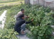 Bhabinkamtibmas Desa Kotaraja Cek Lahan Ketahanan Pangan Bergizi Tanaman Cabai