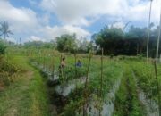 Bhabinkamtibmas Desa Leming Lakukan Pengecekan Lahan Ketahanan Pangan