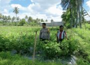 Bripka Amrullah Sambangi Warga dan Pantau Ketahanan Pangan di Desa Masbagik Utara Baru