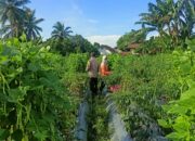 Bhabinkamtibmas Desa Masbagik Utara Sambang Warga dan Kontrol Petani Dukung Ketahanan Pangan