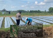 Bhabinkamtibmas Pringgasela Timur Cek Lahan Tanaman Cabai Guna Lancarnya Program Ketahanan pangan