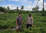 Bhabinkamtibmas Paokmotong Monitoring Tanaman Pekarangan Bergizi dan Himbau Warga Jaga Kamtibmas