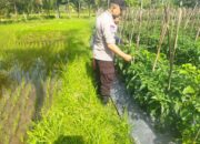 Bhabinkamtibmas Desa Lendang Nangka Laksanakan Pengecekan Ketahanan Pangan Bergizi 