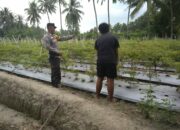 Bhabinkamtibmas Kelurahan Suryawangi Pantau Kegiatan Pertanian Cabe Warga