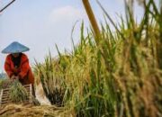 Pengecekan dan Pemeliharaan Program Ketahanan Pangan Bergizi di Desa Pringgajurang