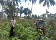 Bhabinkamtibmas Desa Kesik Tinjau Lahan Ketahanan Pangan Bergizi