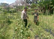 Bhabinkamtibmas Desa Kesik Cek Lahan Ketahanan Pangan Bergizi di Dusun Munsok