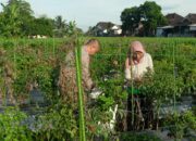 Bhabinkamtibmas Desa Masbagik Utara Tinjau Ketahanan Pangan dan Himbau Kamtibmas