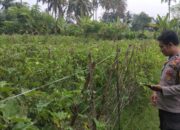 Sukseskan Program Ketahanan Pangan, Bhabinkamtibmas Desa Teros Cek Lahan Pertanian