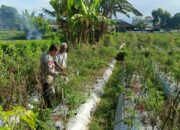 Bhabinkamtibmas Masbagik Utara Kontrol Lahan dan Sambangi Petani Dukung Ketahanan Pangan