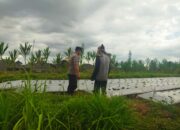 Bhabinkamtibmas Desa Lendang Nangka Polsek Masbagik Polres Lotim Bripka Slamet Suprihono Sambangi Lokasi Tanam Bawang