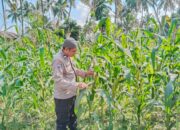 Bhabinkamtibmas Desa Lendang Nangka Cek Lahan Ketahanan Pangan Bergizi (P2B)