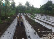 Aipda Eddy Supriandi Dorong Swasembada Pangan Lewat Pendampingan Tanaman Cabai   