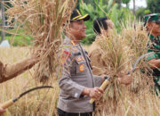 Dukung Program Swasembada Pangan Kapolres Lotim hadiri Panen Padi