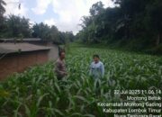 Bhabinkamtibmas Desa Montong Betok dukung Program Ketahanan Pangan Bergizi