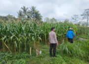 Desa Embung Kandong – Sambang dan Monitoring Ketahanan Pangan oleh Bripka Akwal Yatman