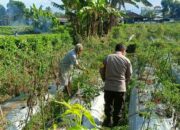 Bhabinkamtibmas Masbagik Utara Lakukan Silaturahmi dan Kontrol Tanaman Dukung Ketahanan Panga