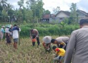 Polsek Terara Pantau Penanaman Jagung dalam Rangka Program Ketahanan Pangan Bergizi 