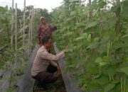 Bhabinkamtibmas Desa Kesik Laksanakan Pengecekan Lahan Ketahanan Pangan Bergizi