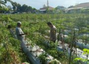 Bhabinkamtibmas Masbagik Utara Laksanakan Silaturahmi dan Kontrol Pertanian Dukung Ketahanan Pangan