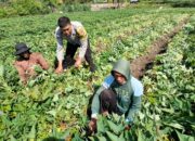 Bhabinkamtibmas Desa Bagik Papan Bantu Warga Bersihkan Tanaman Ubi dan Sampaikan Himbauan Kamtibmas
