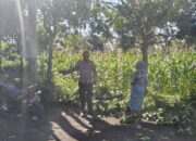 Bhabinkamtibmas Lendang Nangka Utara Lakukan Pengecekan Lahan Pangan Bergizi