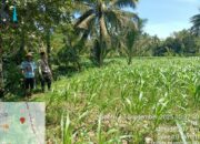 Bhabinkamtibmas Desa Kilang Laksanakan Silaturahmi dan Cek Tanaman Jagung