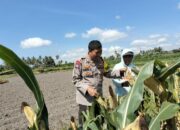Silaturahmi dan Dukungan Ketahanan Pangan, BRIPKA Agus Salim Kunjungi Keluarga Amaq Mul di Desa Bagik Papan