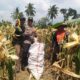 Kapolsek Pringgabaya Cek Lahan Ketahanan Pangan dan Ikut Panen Jagung di Desa Labuhan Lombok