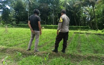 Bhabinkamtibmas Masbagik Utara Silaturahmi dan Kontrol Lahan Petani Dukung Ketahanan Pangan